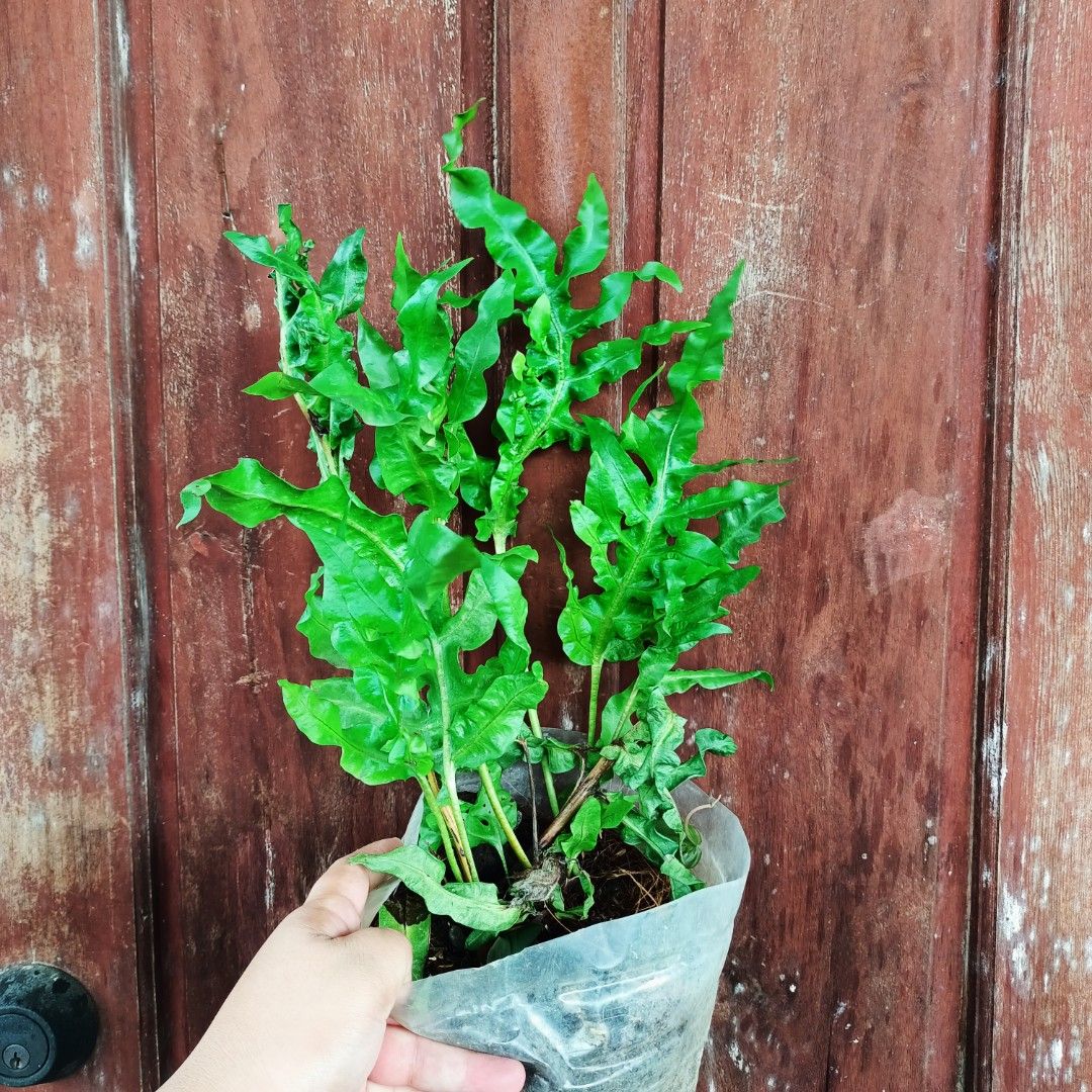 Japanese Curly Wave Fern (Category: Plants & Seeds) located in Makati City. Submitted by crstnemrise (Listing ID 1461984152, Image 2). Description: .