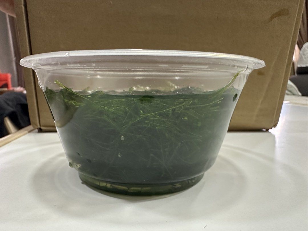 Java Moss (Category: Fishing) located in Kuala Lumpur. Submitted by lngck (Listing ID 1461912970, Image 1). Description: - Vibrant Java Moss for aquarium use - Easy to care for, suitable for beginners - Provides hiding places for fish and shrimp - Promotes a healthy aquarium environment - Can be attached to decor or left floating - Available for meetups in Kuala Lumpur.