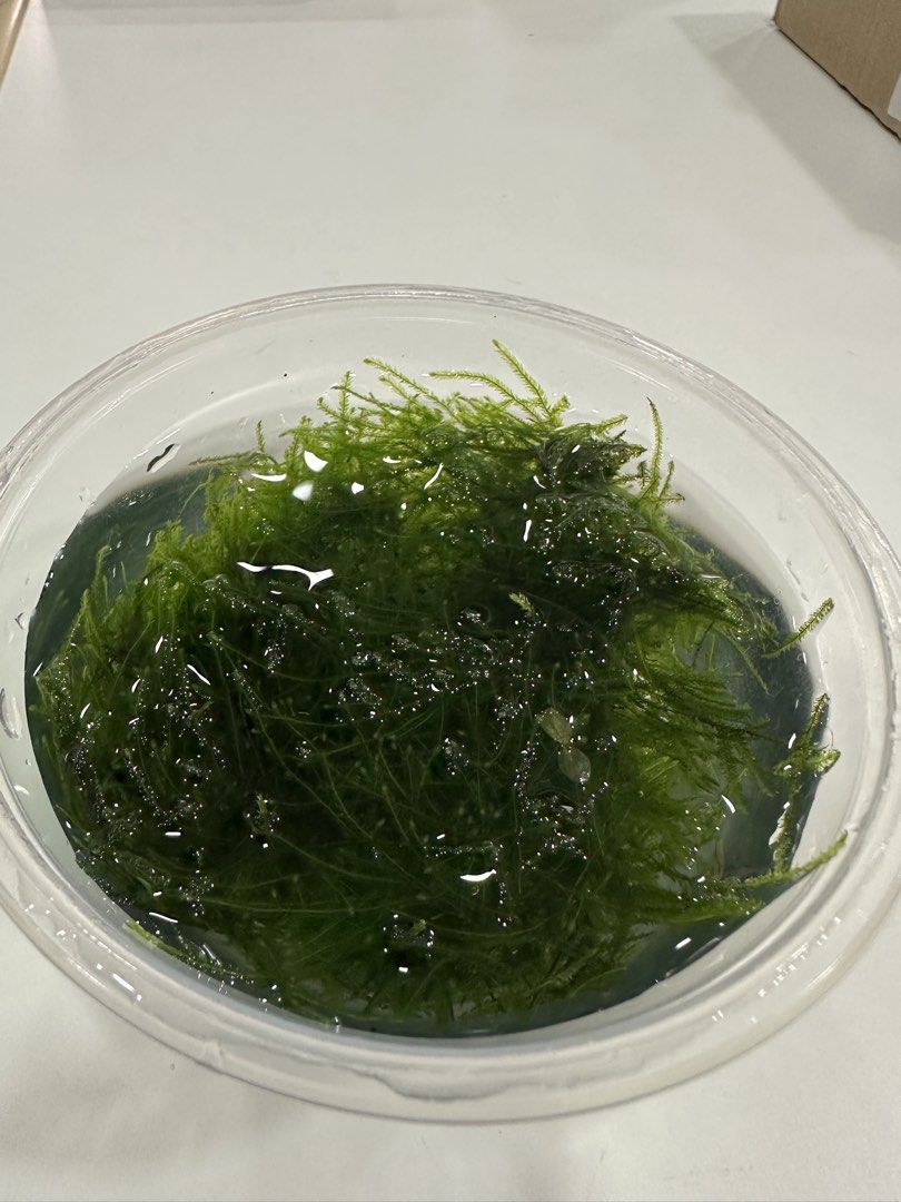 Java Moss (Category: Fishing) located in Kuala Lumpur. Submitted by lngck (Listing ID 1461912970, Image 2). Description: - Vibrant Java Moss for aquarium use - Easy to care for, suitable for beginners - Provides hiding places for fish and shrimp - Promotes a healthy aquarium environment - Can be attached to decor or left floating - Available for meetups in Kuala Lumpur.