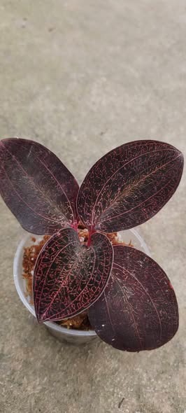(Category: ) located in . Submitted by sindo.sg (Listing ID 1461844931, Image 1). Description: .