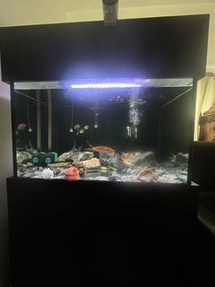 (Category: ) located in . Submitted by aneesh.sa (Listing ID 1461868594, Image 1). Description: .