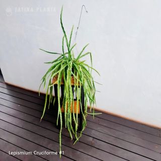 (Category: ) located in . Submitted by fatinaplants (Listing ID 1461972289, Image 1). Description: .