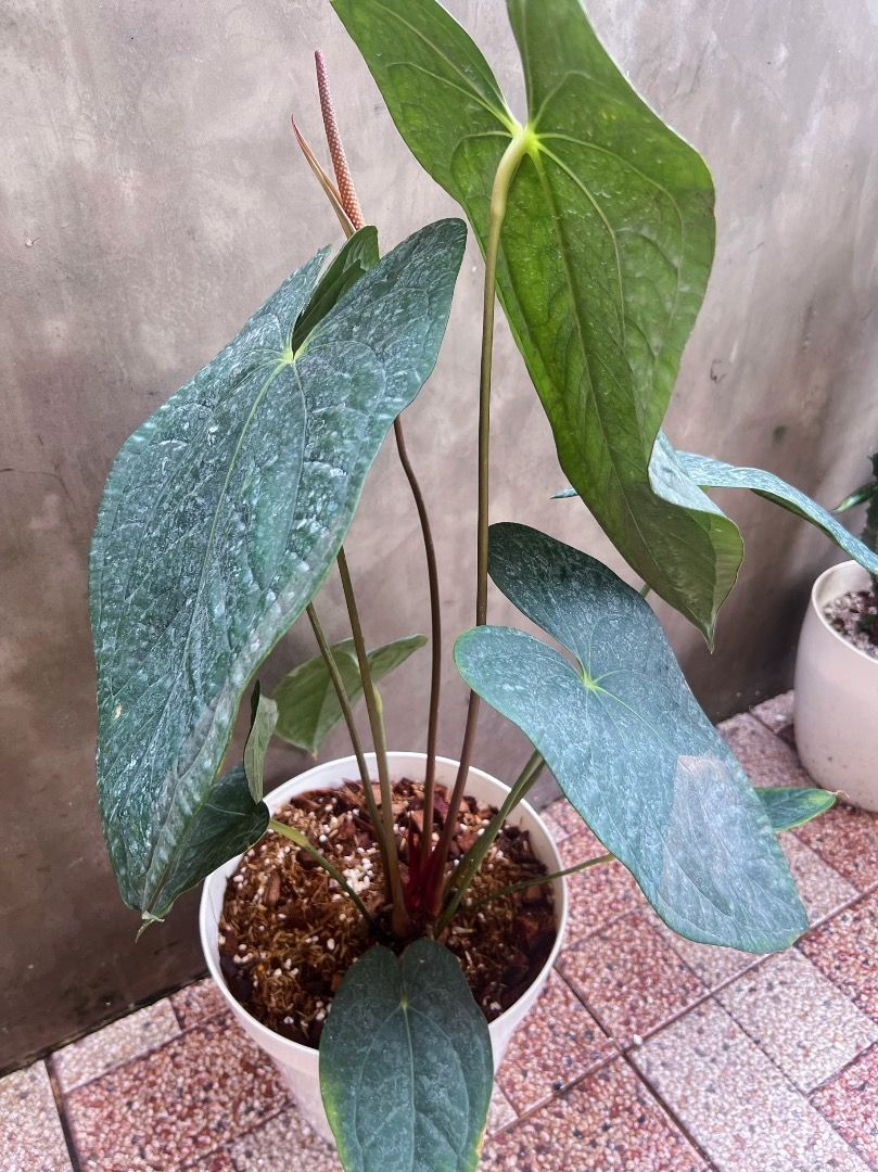 Luxurians x Papi big leafer (Category: Plants & Seeds) located in Antipolo. Submitted by goodvinesonly888 (Listing ID 1461915817, Image 2). Description: - Healthy Anthurium plant - Large, dark green, heart-shaped leaves - Unique textured leaf appearance - Developing flower spike - Potted and ready for a new home - Easy to care for - Great for indoor gardens.