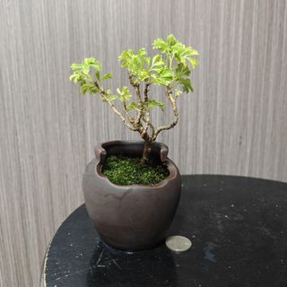 (Category: ) located in . Submitted by sgbonsai (Listing ID 1461945660, Image 1). Description: .