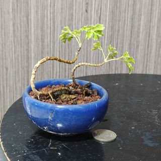 (Category: ) located in . Submitted by sgbonsai (Listing ID 1461944637, Image 1). Description: .