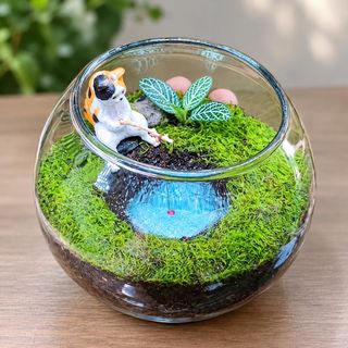 (Category: ) located in . Submitted by mossoraplants (Listing ID 1462014006, Image 1). Description: .