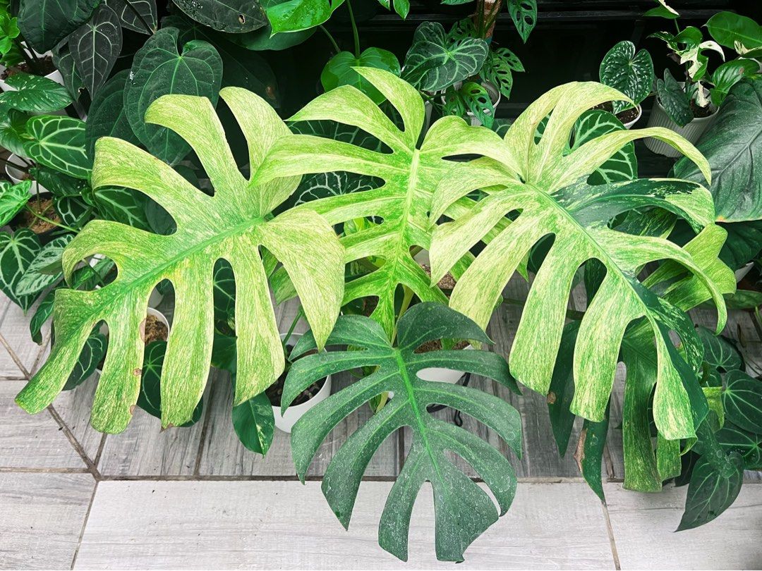 Monstera Borsi x Delimint (Category: Plants & Seeds) located in Antipolo. Submitted by goodvinesonly888 (Listing ID 1461934412, Image 1). Description: - Beautiful Monstera - Vibrant and healthy variegation - Lovely fenestrations on leaves - Perfect addition to any plant collection - Ready for a new home - Includes a white pot.