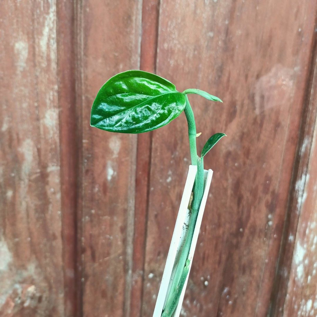 Monstera Peru Variegated (Category: Plants & Seeds) located in Makati City. Submitted by crstnemrise (Listing ID 1461984695, Image 3). Description: .