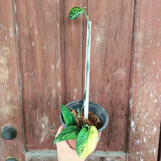 (Category: ) located in . Submitted by crstnemrise (Listing ID 1461984695, Image 1). Description: .