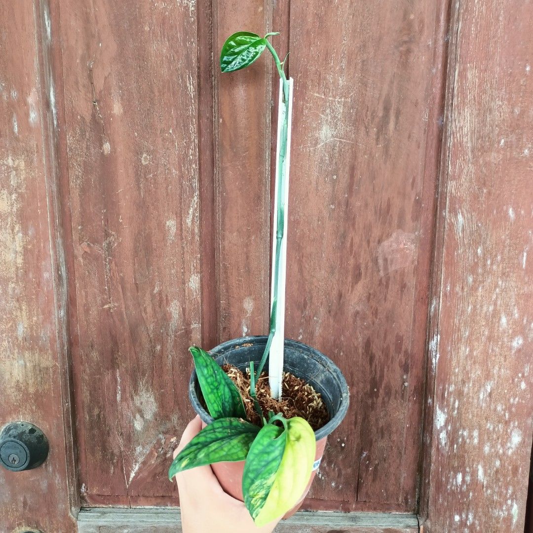 Monstera Peru Variegated (Category: Plants & Seeds) located in Makati City. Submitted by crstnemrise (Listing ID 1461984695, Image 2). Description: .