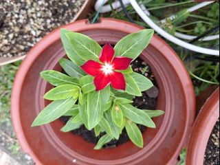 (Category: ) located in . Submitted by kew_plants_n_stuff (Listing ID 1461822844, Image 1). Description: .