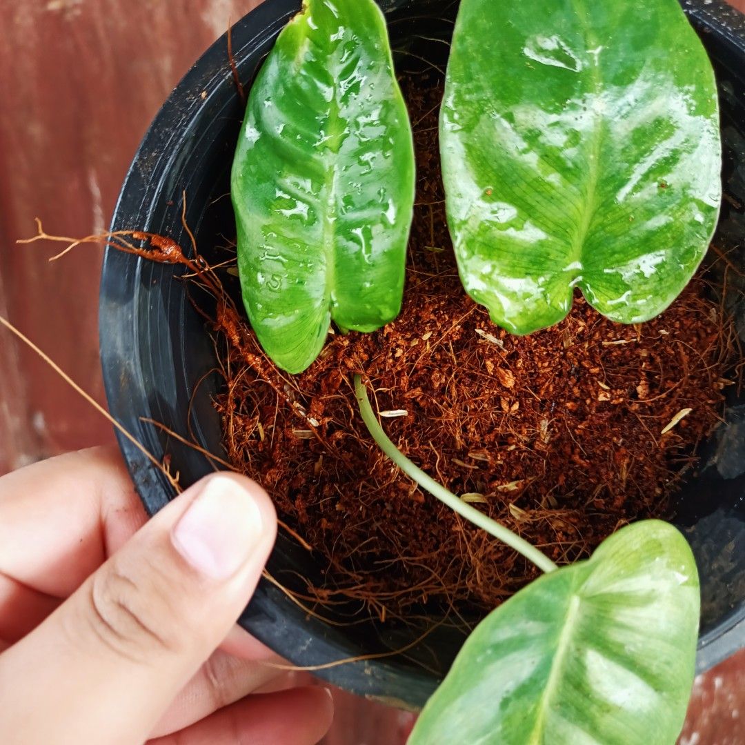 Philodendron BurleMarx Matcha Mint (Category: Plants & Seeds) located in Makati City. Submitted by crstnemrise (Listing ID 1461985035, Image 2). Description: .