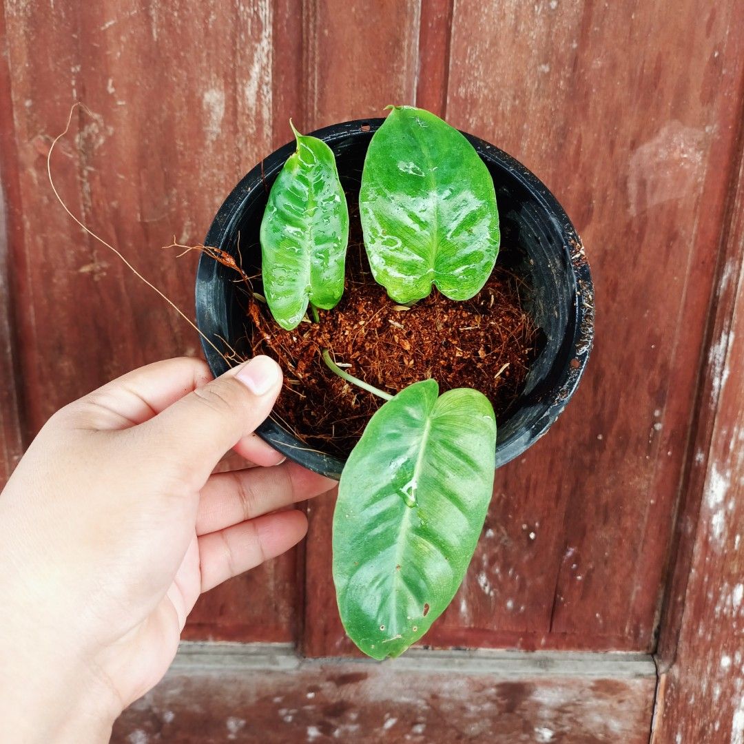 Philodendron BurleMarx Matcha Mint (Category: Plants & Seeds) located in Makati City. Submitted by crstnemrise (Listing ID 1461985035, Image 1). Description: .