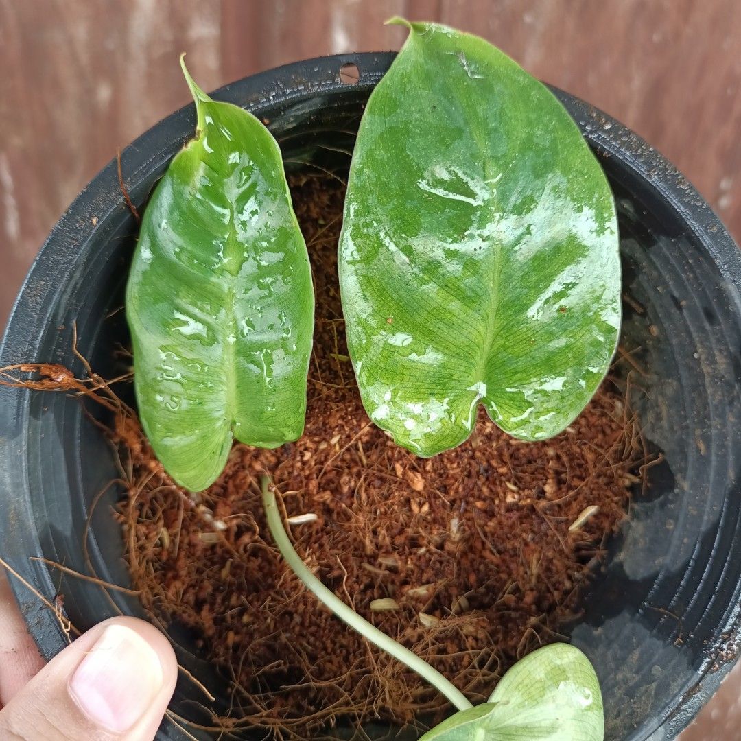 Philodendron BurleMarx Matcha Mint (Category: Plants & Seeds) located in Makati City. Submitted by crstnemrise (Listing ID 1461985035, Image 3). Description: .