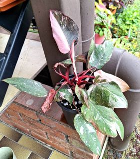 (Category: ) located in . Submitted by siew3232 (Listing ID 1461812627, Image 1). Description: .