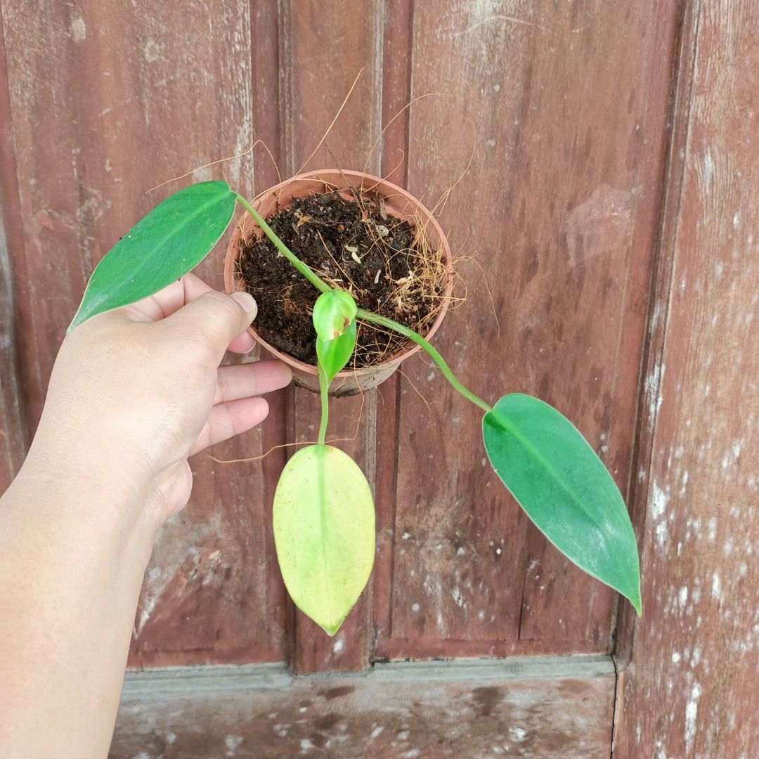 Philodendron Variegated Temptation (Category: Plants & Seeds) located in Makati City. Submitted by crstnemrise (Listing ID 1461984781, Image 2). Description: .