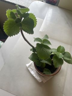 （分類：）位於 。 由 smkat 提交（商品編號 1461843755，圖片 1）。簡介： 。