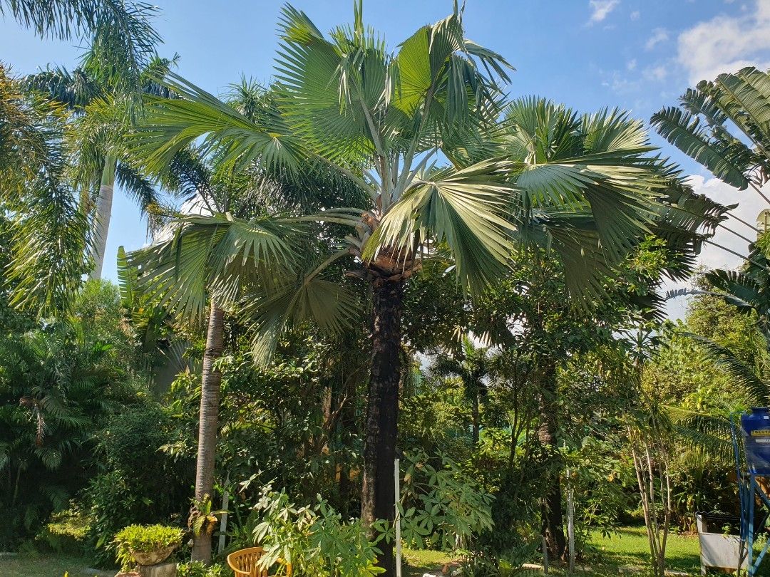 private resort for sale (Category: Lot) located in Plaridel. Submitted by banry1111 (Listing ID 1461945958, Image 2). Description: RUSH ‼️ (price negotiable) ✳️ Lot area: 575sqm ✳️ 15mins away to Nlex toll ✳️ Flood free, never been flooded. ✳️ 1 swimming pool . include all amenities ✳️ peaceful vibe nature view 📍 Location: Plaridel Bulacan Ready for viewing contact 09616496211 💰Price: 6.9M.