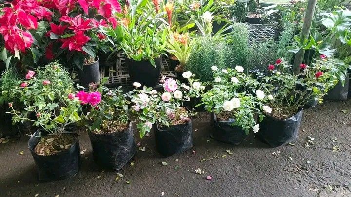 Rose available in different colors (Category: Pots & Planters) located in Manila. Submitted by crisantovelasco (Listing ID 1461935633, Image 1). Description: - Lovely rose plants available. - Comes in black nursery bags. - Bloom colors: Pink, White, and Red. - Ideal for your garden or as a thoughtful gift. - Healthy plants, ready for a new home..
