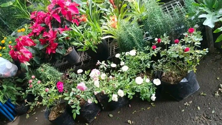 Rose available in different colors (Category: Pots & Planters) located in Manila. Submitted by crisantovelasco (Listing ID 1461935633, Image 2). Description: - Lovely rose plants available. - Comes in black nursery bags. - Bloom colors: Pink, White, and Red. - Ideal for your garden or as a thoughtful gift. - Healthy plants, ready for a new home..