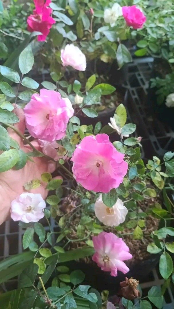 Rose available in different colors (Category: Pots & Planters) located in Manila. Submitted by crisantovelasco (Listing ID 1461935633, Image 3). Description: - Lovely rose plants available. - Comes in black nursery bags. - Bloom colors: Pink, White, and Red. - Ideal for your garden or as a thoughtful gift. - Healthy plants, ready for a new home..