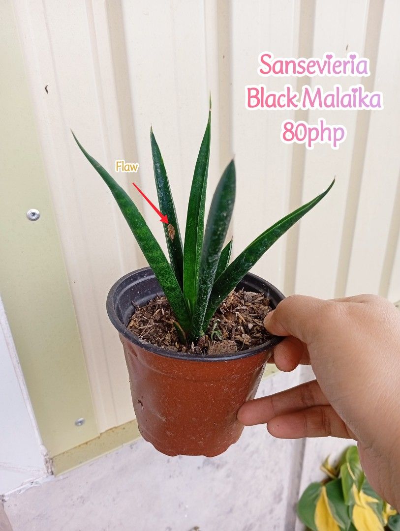 Assorted Plants (Category: Plants & Seeds) located in La Trinidad. Submitted by cla.rissa317 (Listing ID 1461966854, Image 3). Description: ❣️🌵PLANTS AVAILABLE🌿 To be shipped uprooted Buy at your own risk [Live plants] Prices indicated in the photos 🪷For dropping🌿 🎶Baguio/Km5 🌵For Shipping🌿 via J&T Express No COD Pay as you order For orders and inquiries kindly DM me, thank you☺️ #plantsbenguet #plantsbaguio #plantslatrinidad #plantsforsal