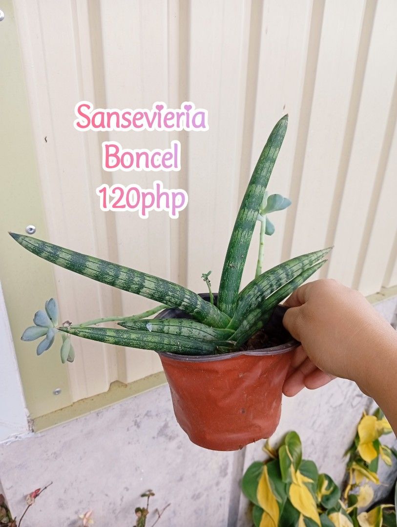 Assorted Plants (Category: Plants & Seeds) located in La Trinidad. Submitted by cla.rissa317 (Listing ID 1461966854, Image 2). Description: ❣️🌵PLANTS AVAILABLE🌿 To be shipped uprooted Buy at your own risk [Live plants] Prices indicated in the photos 🪷For dropping🌿 🎶Baguio/Km5 🌵For Shipping🌿 via J&T Express No COD Pay as you order For orders and inquiries kindly DM me, thank you☺️ #plantsbenguet #plantsbaguio #plantslatrinidad #plantsforsal
