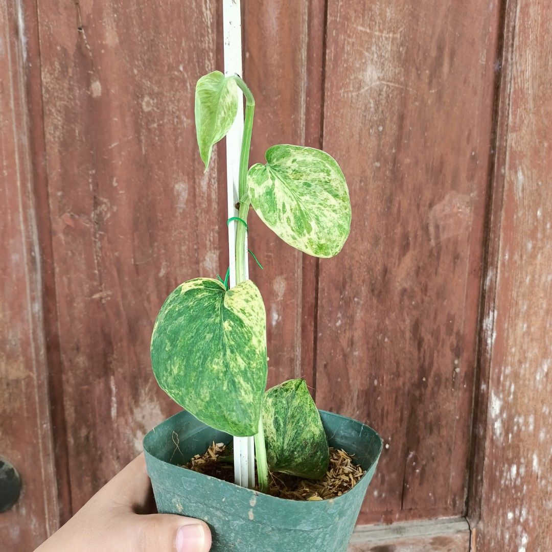 Scindapsus Halimoon (Category: Plants & Seeds) located in Makati City. Submitted by crstnemrise (Listing ID 1461984580, Image 2). Description: .