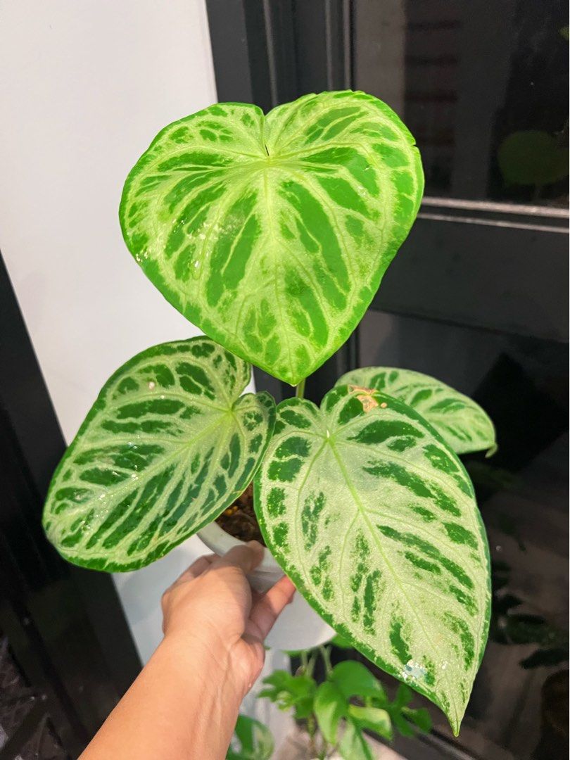 Silver Blush (Category: Plants & Seeds) located in Antipolo. Submitted by goodvinesonly888 (Listing ID 1461865522, Image 1). Description: - Healthy Anthurium Silver Blush - Features striking velvety leaves - Intricate green venation on a lighter green background - Makes a statement piece for any plant lover - Potted in a white pot - Ready for a new home.