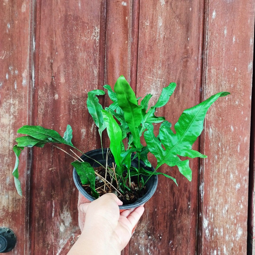 Kangaroo Foot Fern (Category: Plants & Seeds) located in Makati City. Submitted by crstnemrise (Listing ID 1461983784, Image 2). Description: .