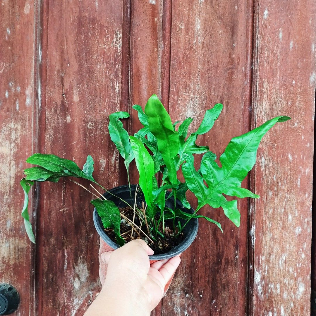 Kangaroo Foot Fern (Category: Plants & Seeds) located in Makati City. Submitted by crstnemrise (Listing ID 1461983784, Image 1). Description: .