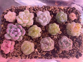 (Category: ) located in . Submitted by qq_garden (Listing ID 1456004855, Image 1). Description: .