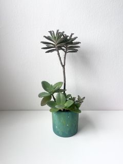 (Category: ) located in . Submitted by tropicalleaf (Listing ID 1461849438, Image 1). Description: .
