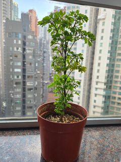 （分類：）位於 。 由 cwwlok 提交（商品編號 1462089618，圖片 1）。簡介： 。