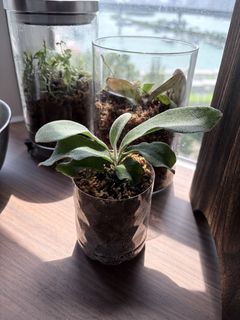 （分類：）位於 。 由 owoleok 提交（商品編號 1462072638，圖片 1）。簡介： 。