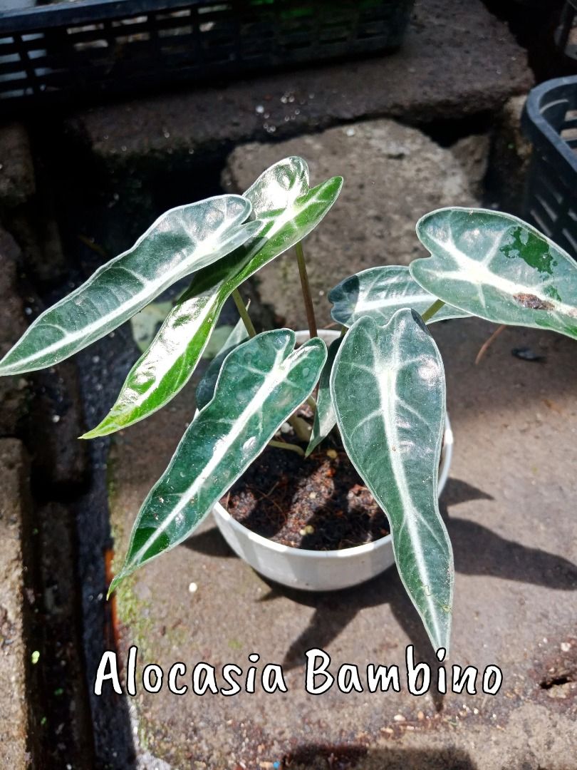 Alocasia Bambino (Category: Plants & Seeds) located in Los Banos. Submitted by seaalionn (Listing ID 1462089161, Image 2). Description: Narrow leaves patterned with bright veins. Same appearance with Alocasia Amazonica Polly but is smaller in size. Good as home decoration for table tops and shelves. Leaf blades usually range from 15-18cm long and with a 5cm width. .