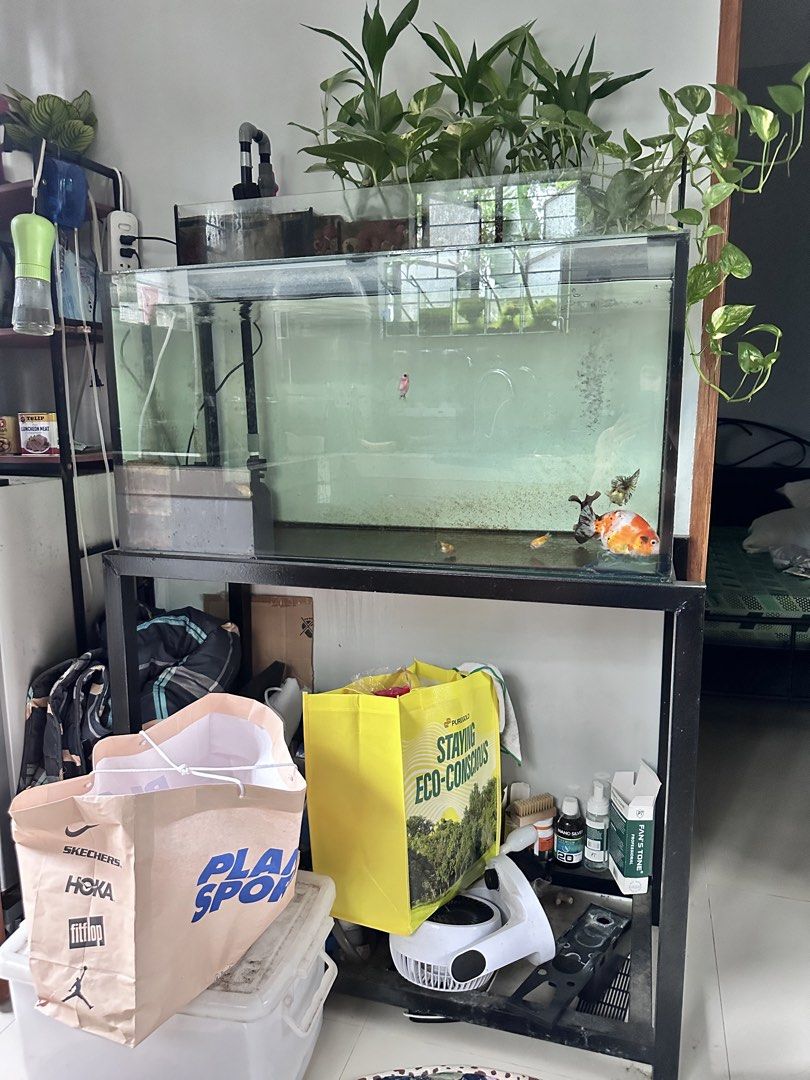 Aquarium Goldfish Take all (Category: Other Home Decor) located in Manila. Submitted by nilodanzcuadra (Listing ID 1462092763, Image 1). Description: Quiting sale Take all 2 months only Jumbo indo sakura 50g tank stand sump Plants, stones medias Accessories marami dto Free betta tanks Bigyan kita marami libre Loc: north caloocan.