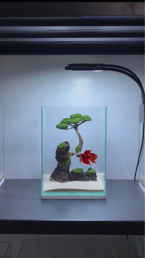 Betta Tank with Bonsai (Category: Home Improvement Tools & Accessories) located in Mandaluyong City. Submitted by cjsantdas (Listing ID 1462114490, Image 2). Description: 6x6x8 Betta tank with bonsai design (artificial moss) 🌴 Available designs on the last picture. PM for orders/inquiries :) 💌 FB page: Still Waters Scape // Tiktok: @stillwatersscape 📍Mandaluyong.