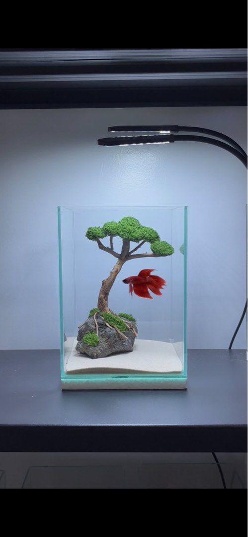 Betta Tank with Bonsai (Category: Home Improvement Tools & Accessories) located in Mandaluyong City. Submitted by cjsantdas (Listing ID 1462114490, Image 3). Description: 6x6x8 Betta tank with bonsai design (artificial moss) 🌴 Available designs on the last picture. PM for orders/inquiries :) 💌 FB page: Still Waters Scape // Tiktok: @stillwatersscape 📍Mandaluyong.