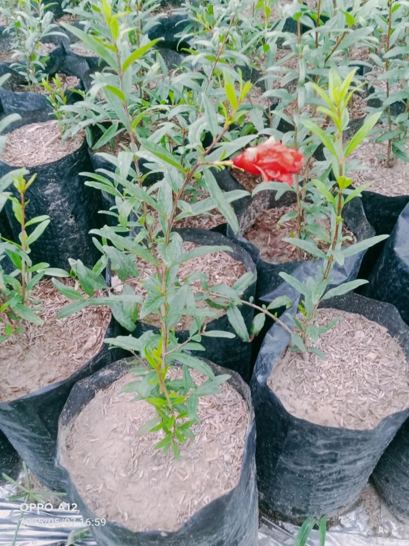 Black Pearl Soft-seeded Pomegranate (Category: Plants & Seeds) located in Los Banos. Submitted by seaalionn (Listing ID 1462044060, Image 2). Description: Black Pearl Soft-seeded Pomegranate Planting materials available Propagated from seed ~1.5-2ft.