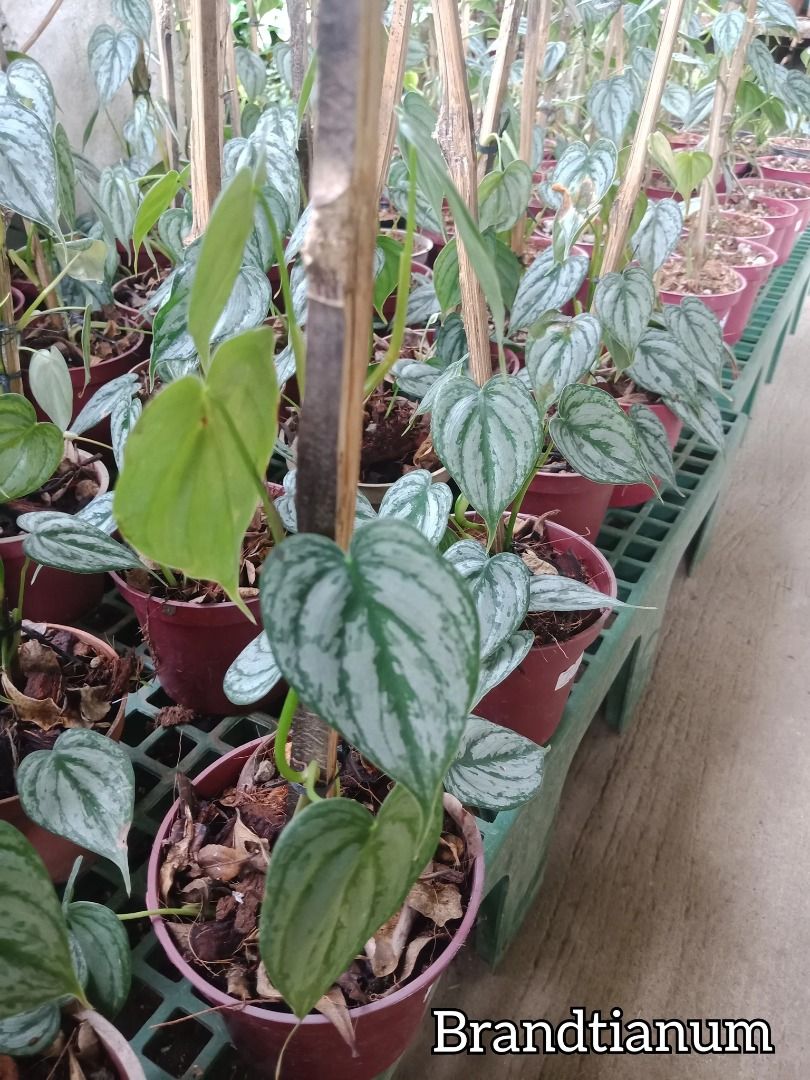 Brandtianum (Category: Plants & Seeds) located in Los Banos. Submitted by seaalionn (Listing ID 1462084055, Image 1). Description: Attractive tropical plants Has olive green colored leaves with some silvery splashes Can be hanging or can be trained to be a climber Has the ability to help in removing pollutants from indoor air PM FOR PRICE..