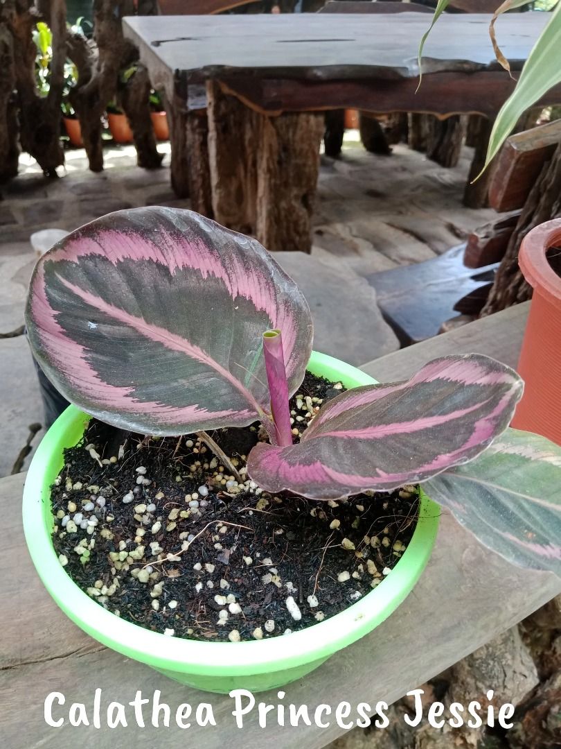 Calathea Princess Jessie Plant (Category: Plants & Seeds) located in Los Banos. Submitted by seaalionn (Listing ID 1462086289, Image 1). Description: Appearance is very near to that of Calathea Dotiie but the difference is that it has wider pink band around the leaf edges and the color of upper leaf area is black (while its very dark green for Calathea Dottie) PM FOR PRICE.