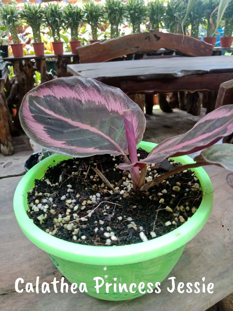 Calathea Princess Jessie Plant (Category: Plants & Seeds) located in Los Banos. Submitted by seaalionn (Listing ID 1462086289, Image 2). Description: Appearance is very near to that of Calathea Dotiie but the difference is that it has wider pink band around the leaf edges and the color of upper leaf area is black (while its very dark green for Calathea Dottie) PM FOR PRICE.