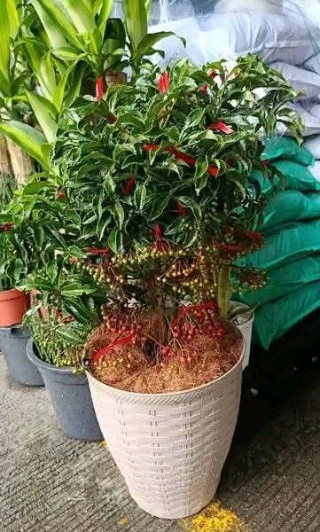 Christmas berry plants (Category: Plants & Seeds) located in Quezon City. Submitted by amazingmaria3680 (Listing ID 1462259795, Image 2). Description: available on hand 👌 Christmas berry plants also available ❗ pine tree poinsettia fulkientea.
