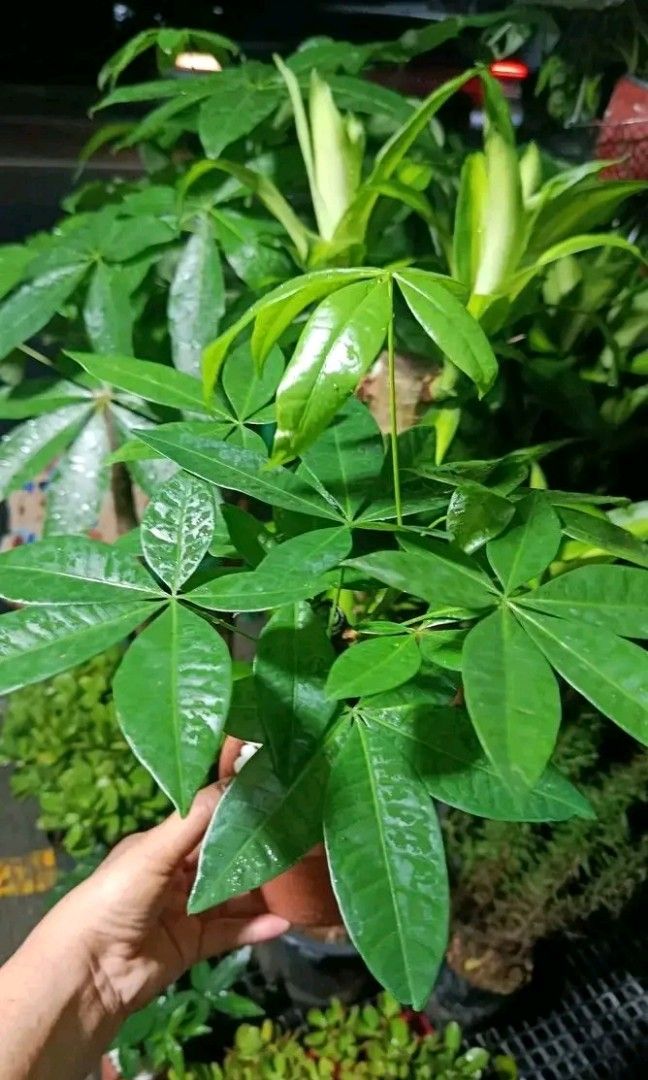 Dwarf money tree 🎄 (Category: Plants & Seeds) located in Quezon City. Submitted by amazingmaria3680 (Listing ID 1462259495, Image 3). Description: .