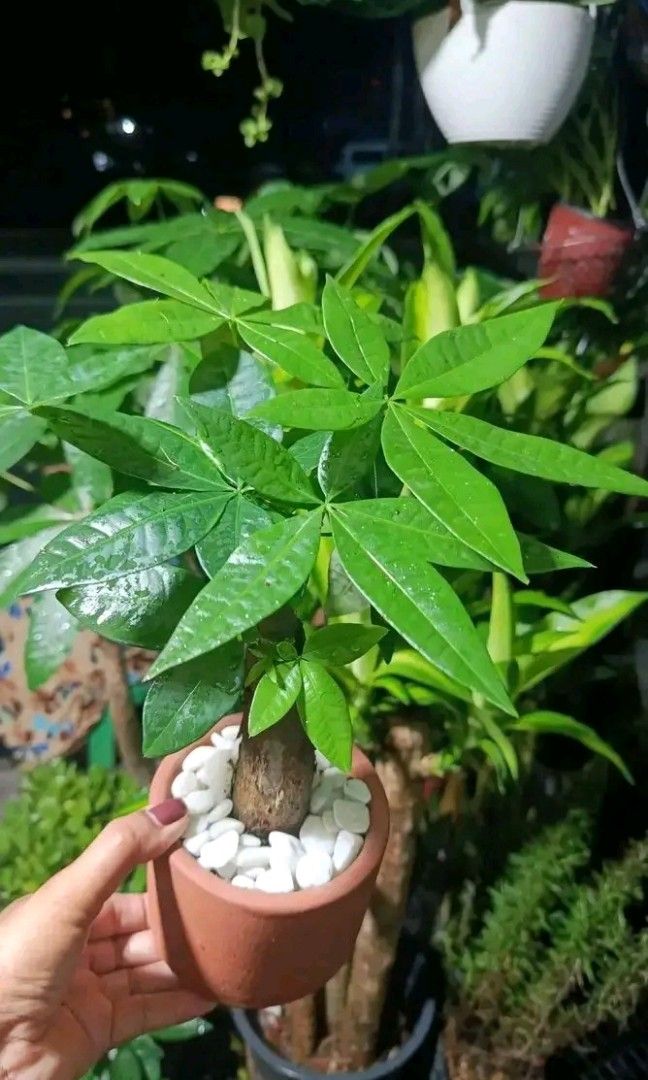 Dwarf money tree 🎄 (Category: Plants & Seeds) located in Quezon City. Submitted by amazingmaria3680 (Listing ID 1462259495, Image 1). Description: .