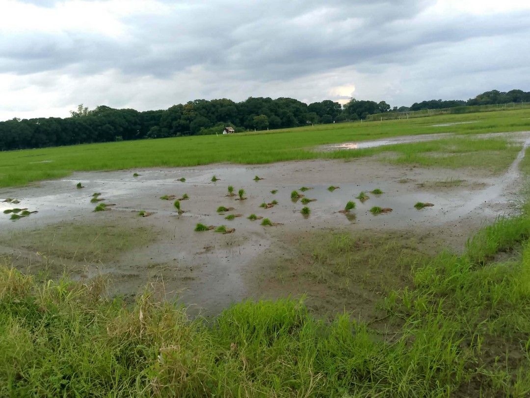 Farm Lot (Rice Field) (Category: Lot) located in Pasig City. Submitted by presidentleonardojuly25 (Listing ID 1462201088, Image 2). Description: For Sale!!! Farm Lot/Rice Field - 12,636sqm (more than 1 hectare) located at Barangay Paltao, Pulilan Bulacan. ideal for rice plantation and other sort of vegetable..