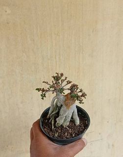 (Category: ) located in . Submitted by sindo.sg (Listing ID 1462100953, Image 1). Description: .