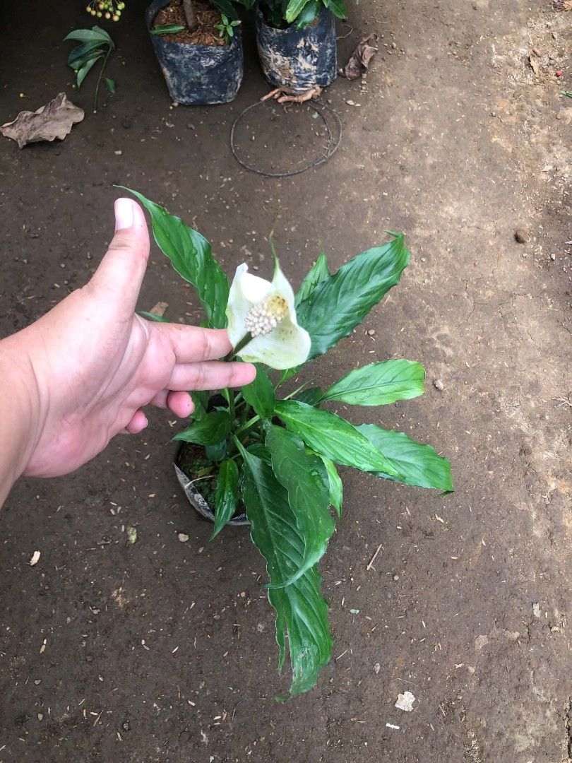 Flowering plants 🌷 (Category: Plants & Seeds) located in Quezon City. Submitted by amazingmaria3680 (Listing ID 1462260183, Image 3). Description: .