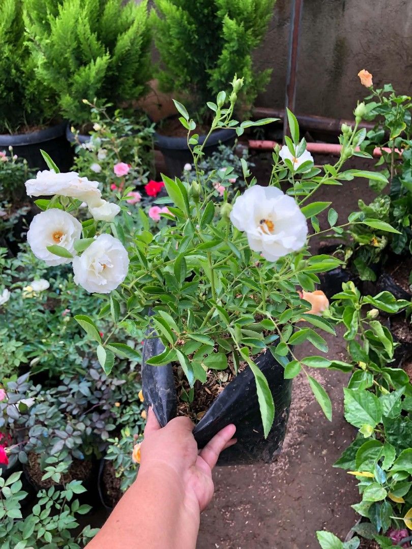 Flowering plants 🌷 (Category: Plants & Seeds) located in Quezon City. Submitted by amazingmaria3680 (Listing ID 1462260183, Image 2). Description: .